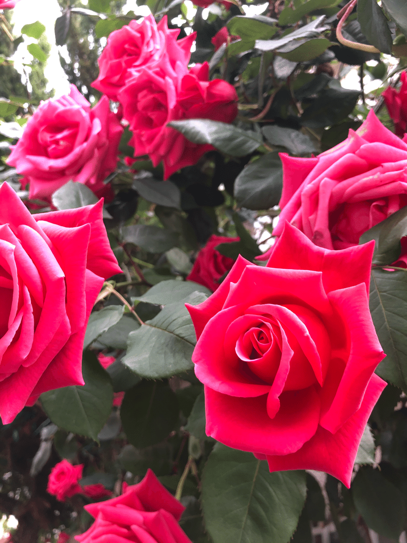 花図鑑 Rose はこねフローリスト Note