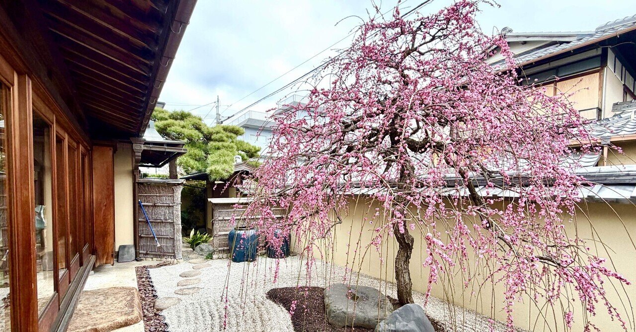 満開の枝垂れ梅に、敢えて“梅”の帯を！！』 〜京都の知る人ぞ知るお庭