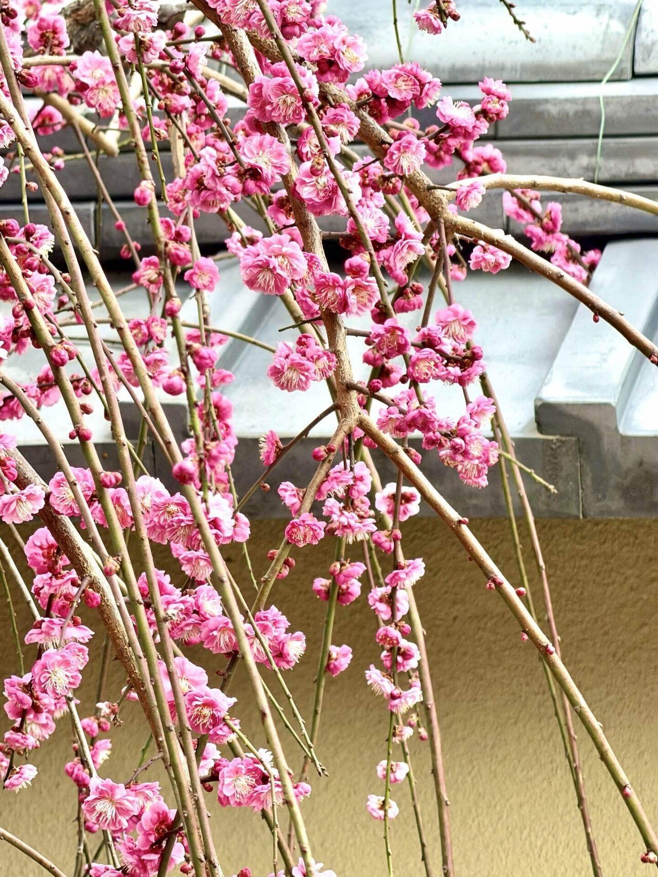 満開の枝垂れ梅に、敢えて“梅”の帯を！！』 〜京都の知る人ぞ知るお庭