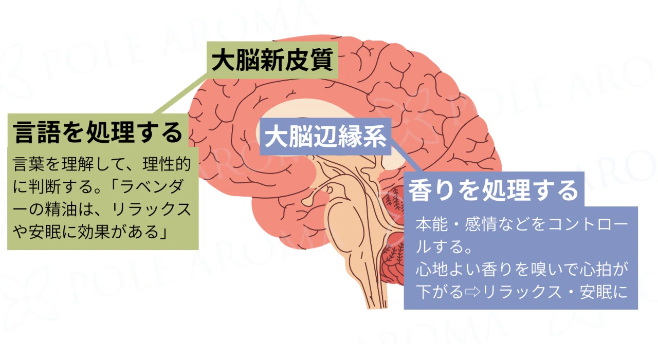 When Knowledge Gets in the Way of Your Sense of Smell | How to Choose ...