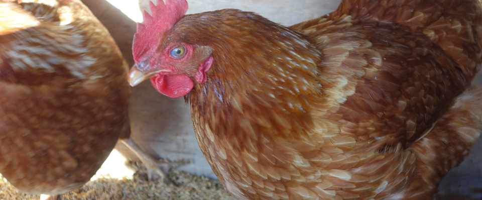 ニワトリ飼育のリアル 矢野大地 Note