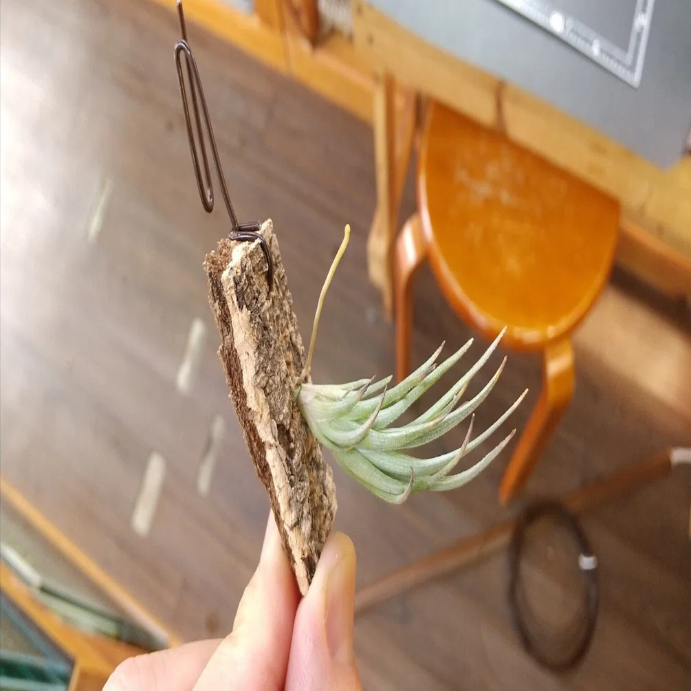 チランジア入荷リスト2/21｜NatureGarden🌿神田