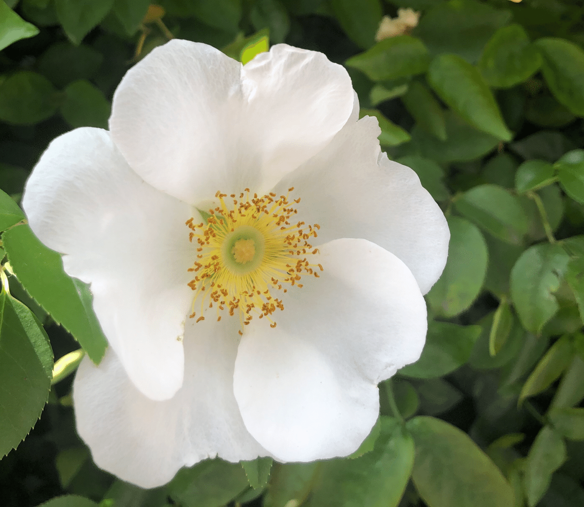 花図鑑《Rose①》｜GORI STORE - はこねフローリストオンライン