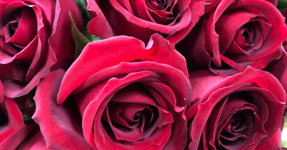 花図鑑 Rose はこねフローリスト Note