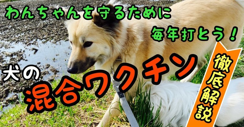 犬を守るためにしっかり予防 犬の混合ワクチン徹底解説 ドッグライフサポーター 獅子パパ Note