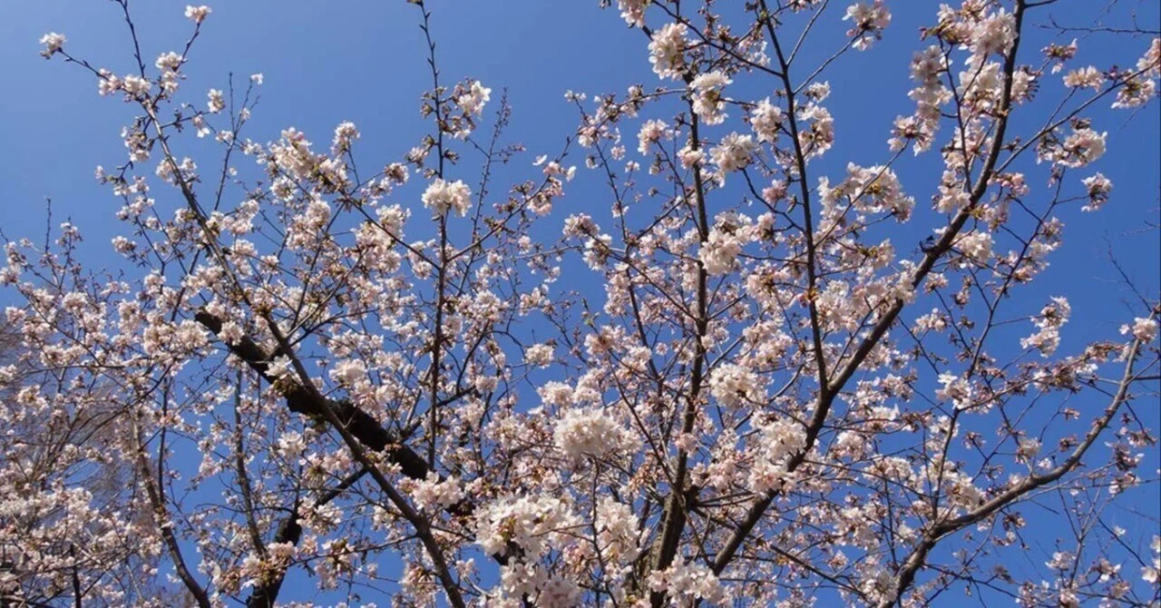 玉縄桜の原木を見に行く | OM SYSTEM OM-3 , TG-7｜borichan | 旅する