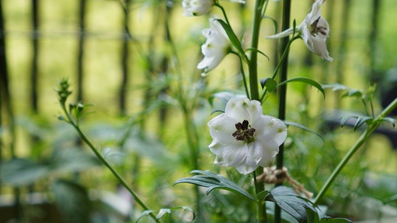 デルフィニウムの開花と枝豆の病気 ゆかこ Note