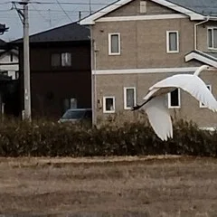 春日井建「海の死」私記――悪の諸相あるいは海に降る雪――（初出『率』7