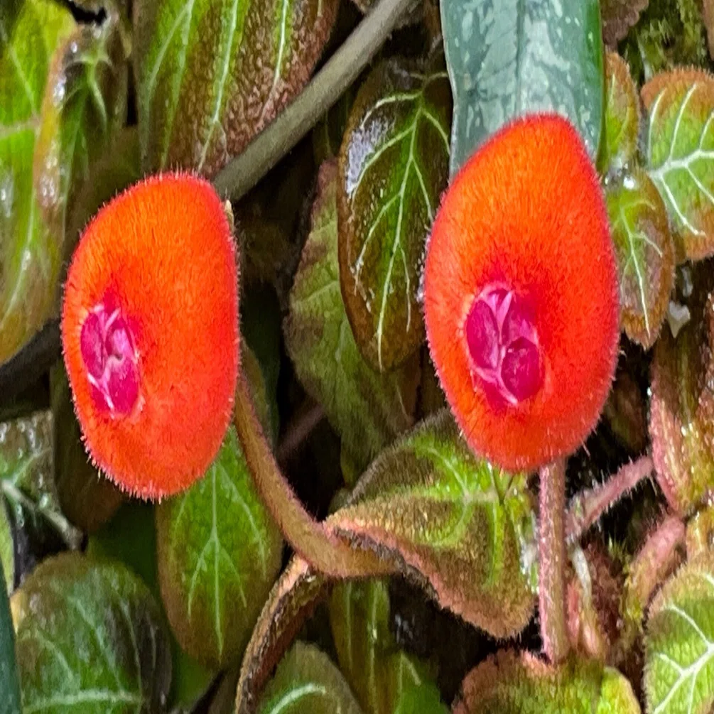 Pearcea hypocyrtiflora (Kyoto Botanical Gardens): March 2, 2026
