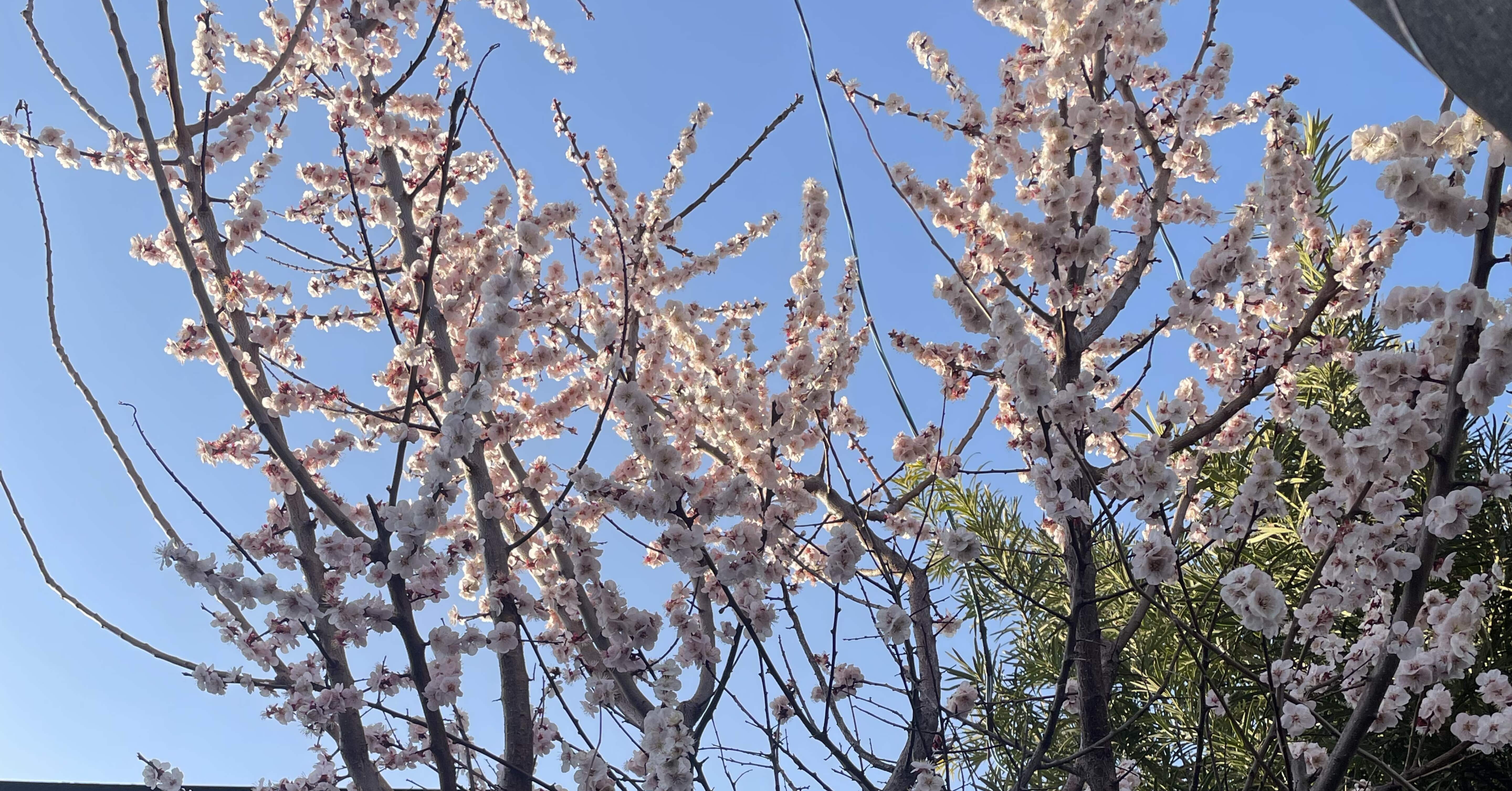 506 早咲きの桜たち｜むっちゅさん｜理想の令和パパになるまで｜公式