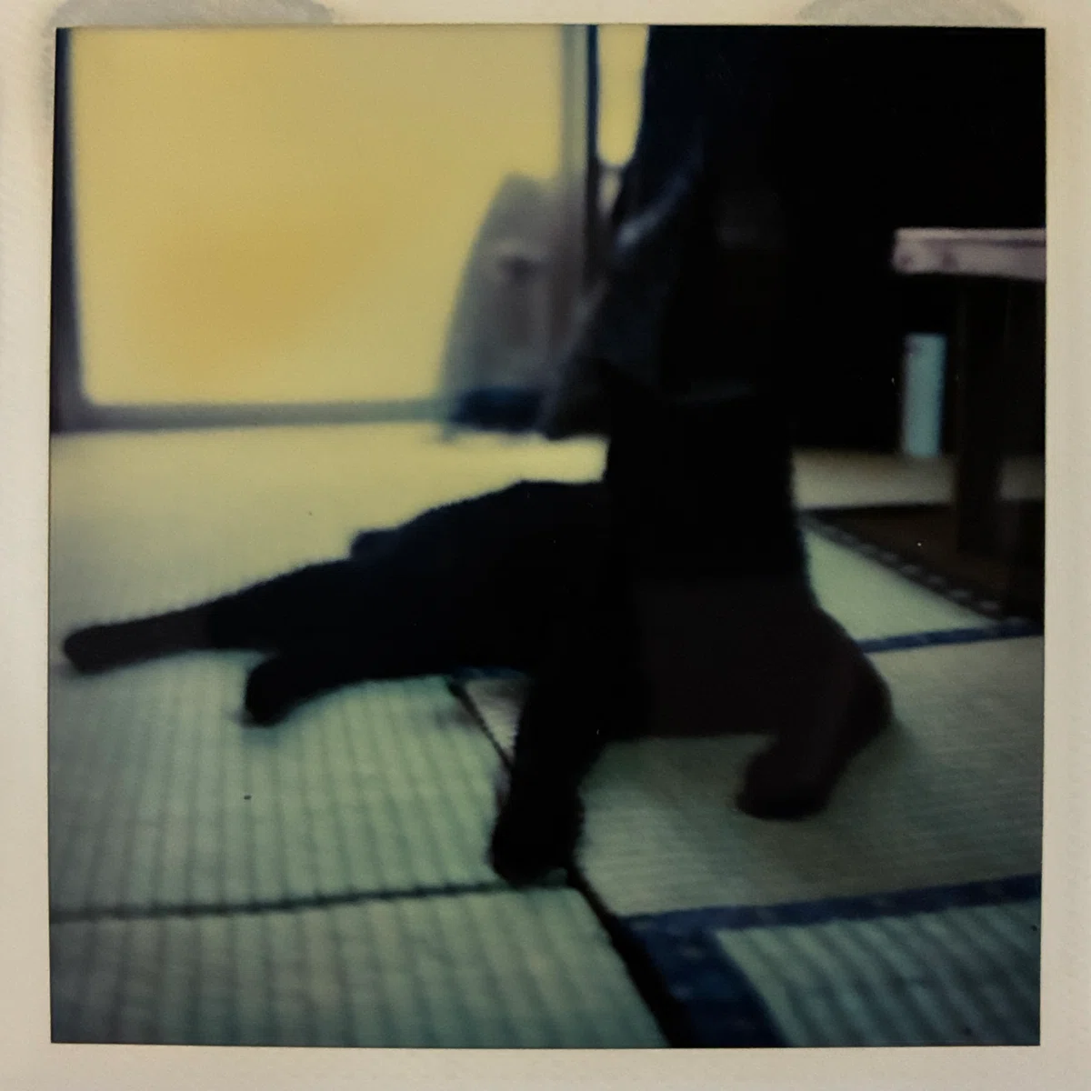 黒猫のポラロイド写真の画像