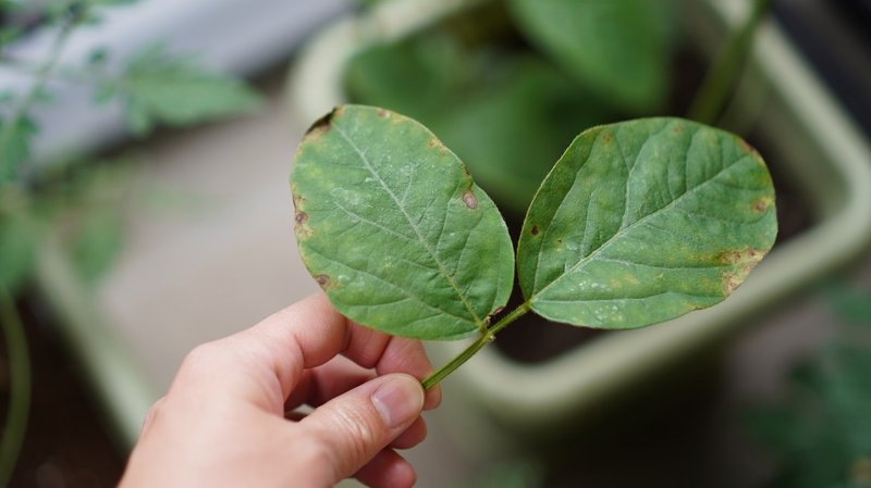 デルフィニウムの開花と枝豆の病気 ゆかこ Note