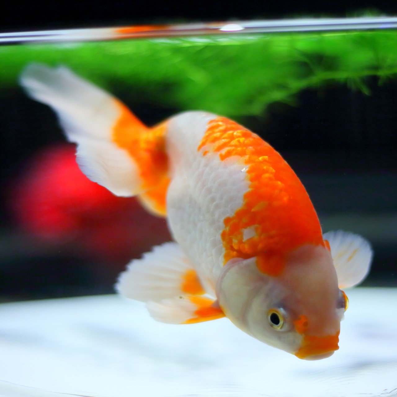 金魚写真館 いわさん 金魚写真家 Note 金魚写真館 いわさん 金魚写真家 Note