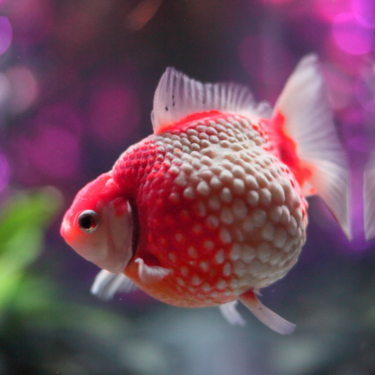 金魚写真館 いわさん 金魚写真家 Note