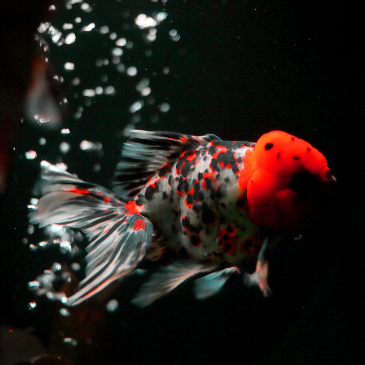 金魚写真館 いわさん 金魚写真家 Note