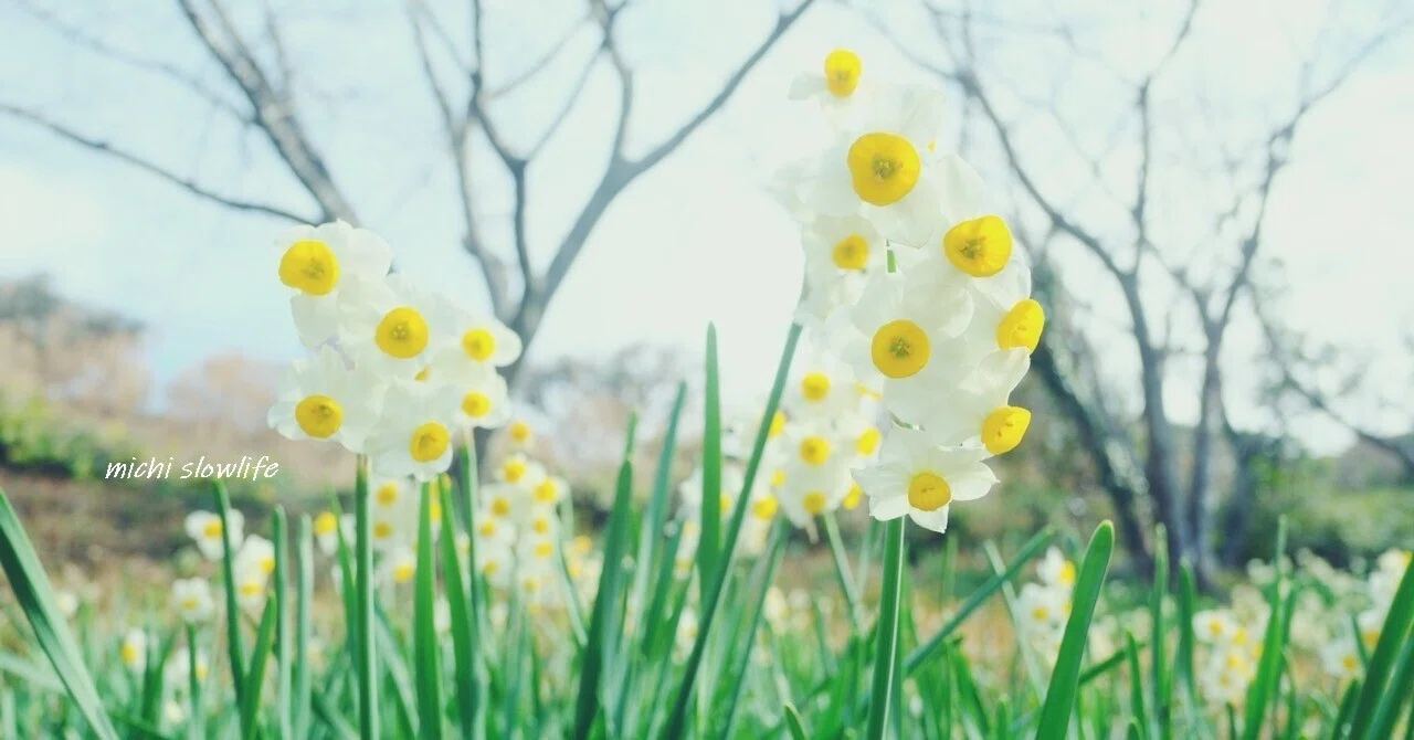 春を従えて、水仙咲く・・・いつもの公園｜*michi*