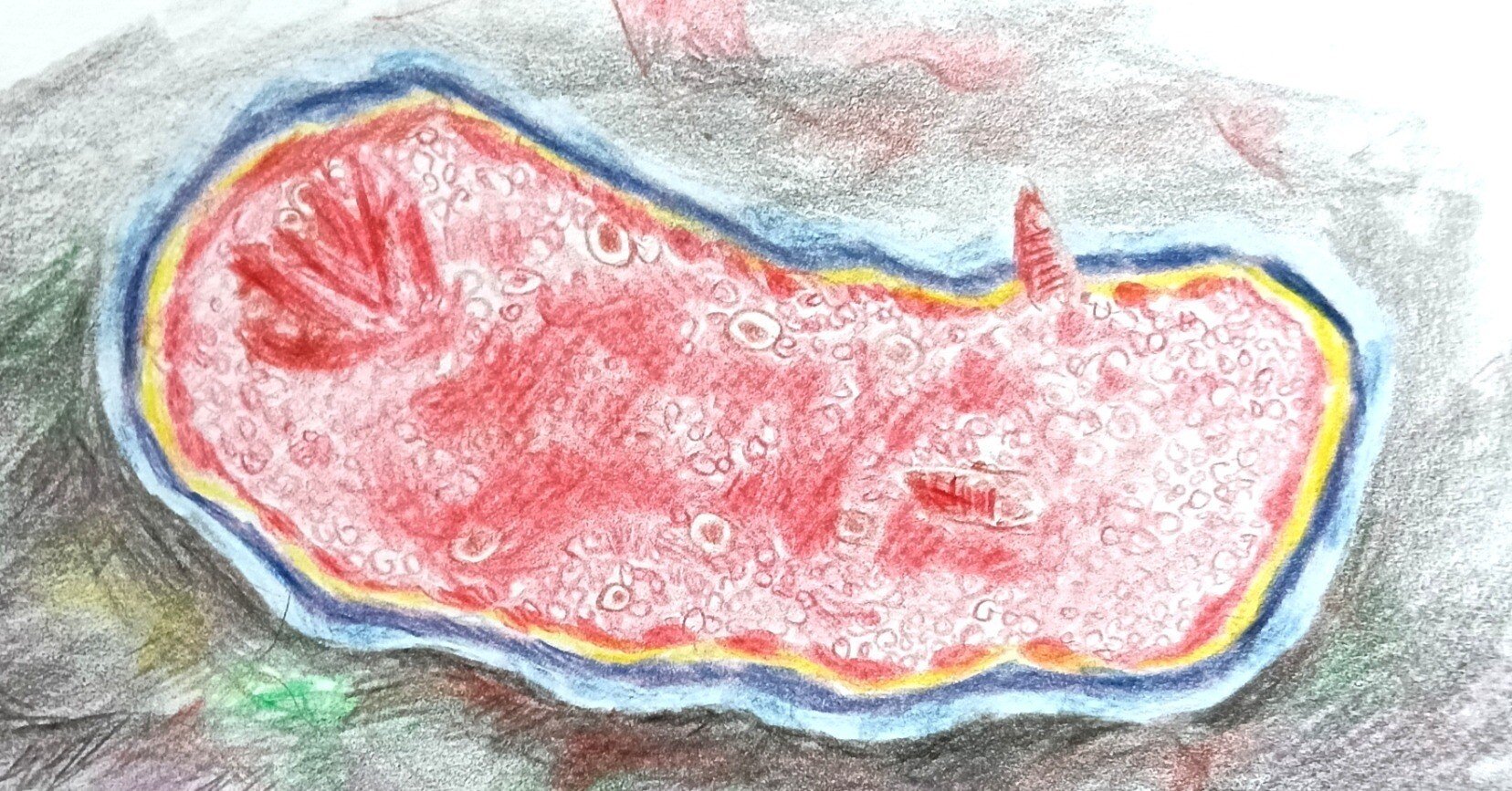 色鉛筆画0302｜エカレエリ@詩-絵-自主制作