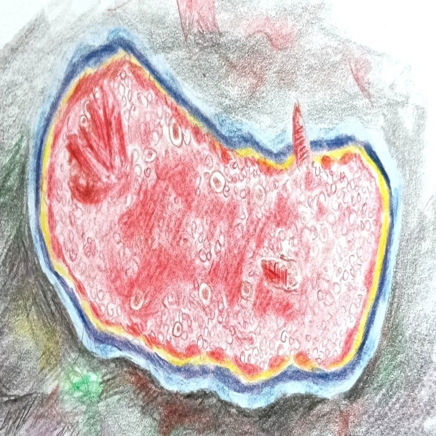 色鉛筆画0302｜エカレエリ@詩-絵-自主制作