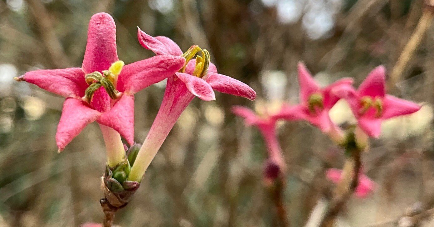 ウグイスカグラ（京都府立植物園）：2026年3月3日（火）｜藤井秀昭