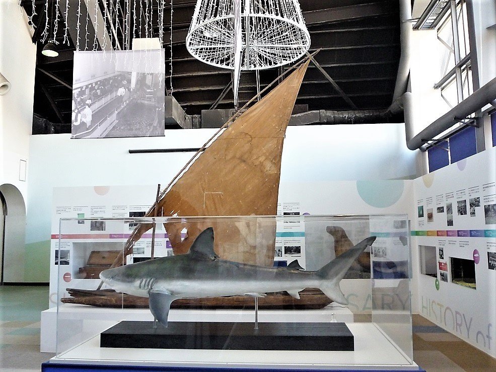 記憶の風景14 （須磨海浜水族園のサメたち！ 2018年1月30日）｜悠冴紀