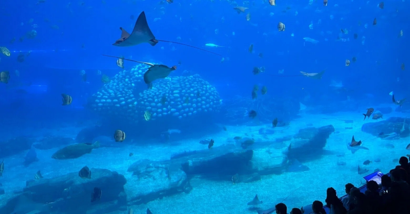珠海一日目】旧正月初日、珠海長隆海洋王国（Chimelong Ocean Kingdom