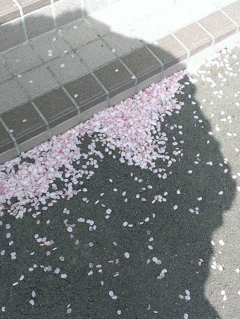 sakura　桜散る2