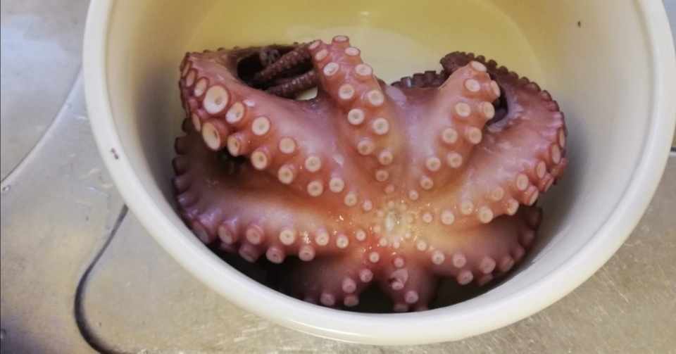 タコ好きが初めてタコ釣りに行った時の話 ふじいもやし Note