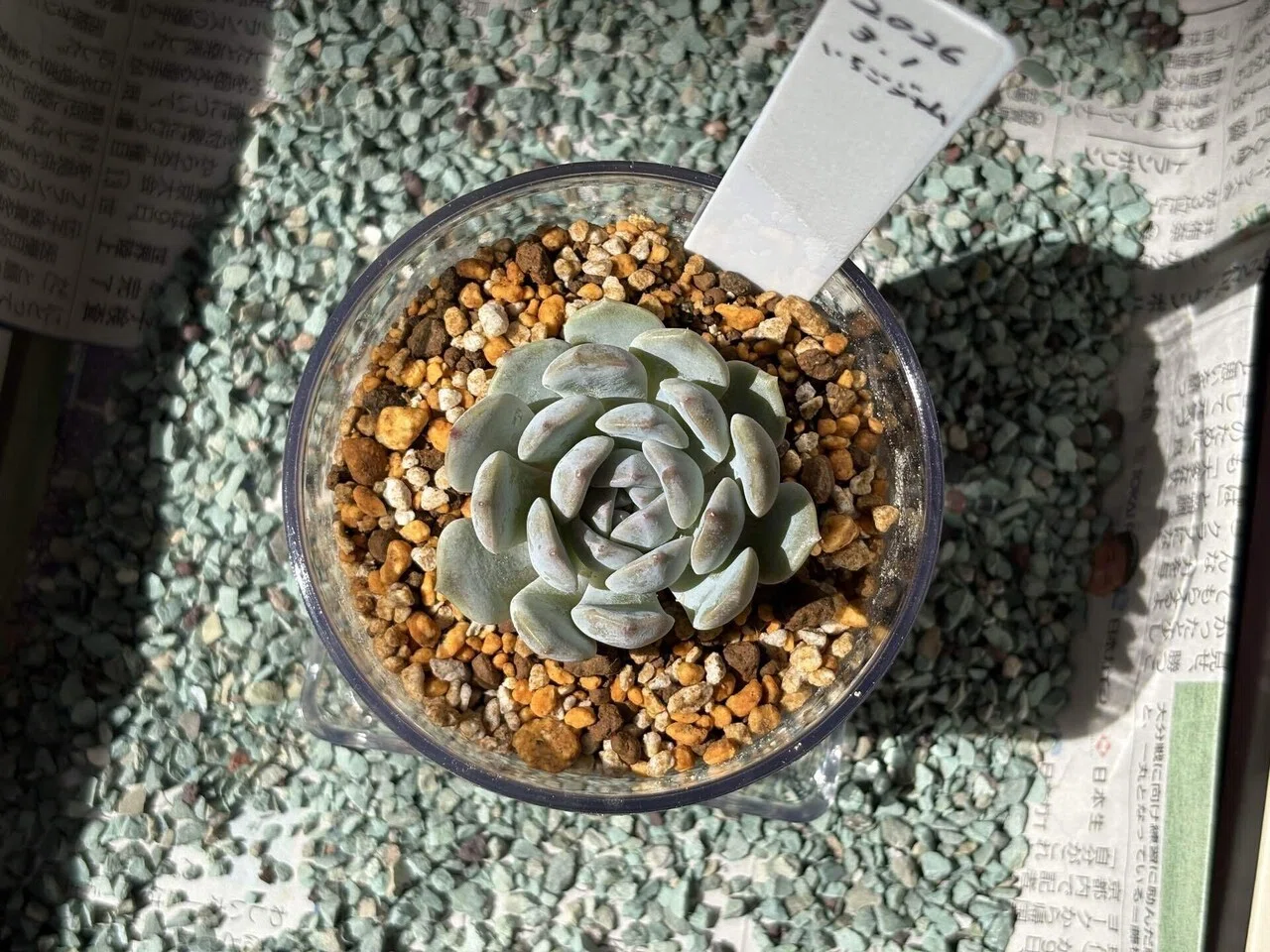 多肉植物】エケベリア「いちごジャム」に一目惚れ。道の駅で見つけた