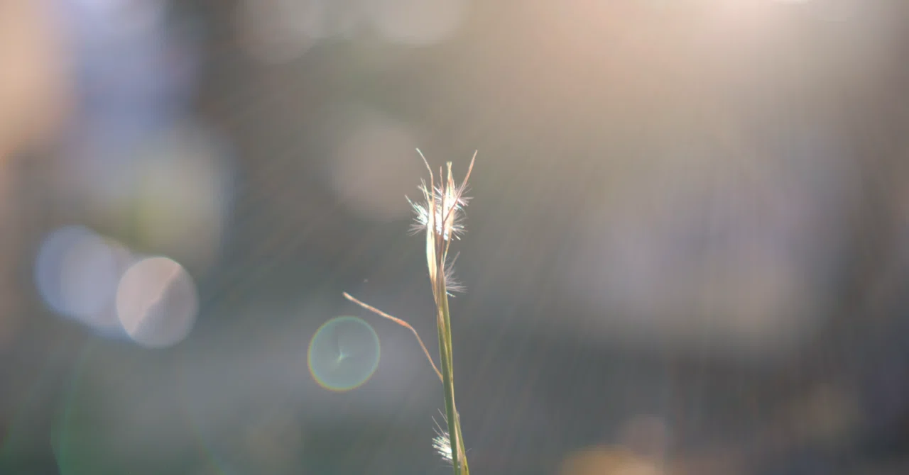明るさの暴力、APS-Cの限界を突破する7artisans35mmf0.95｜TADACAN photo