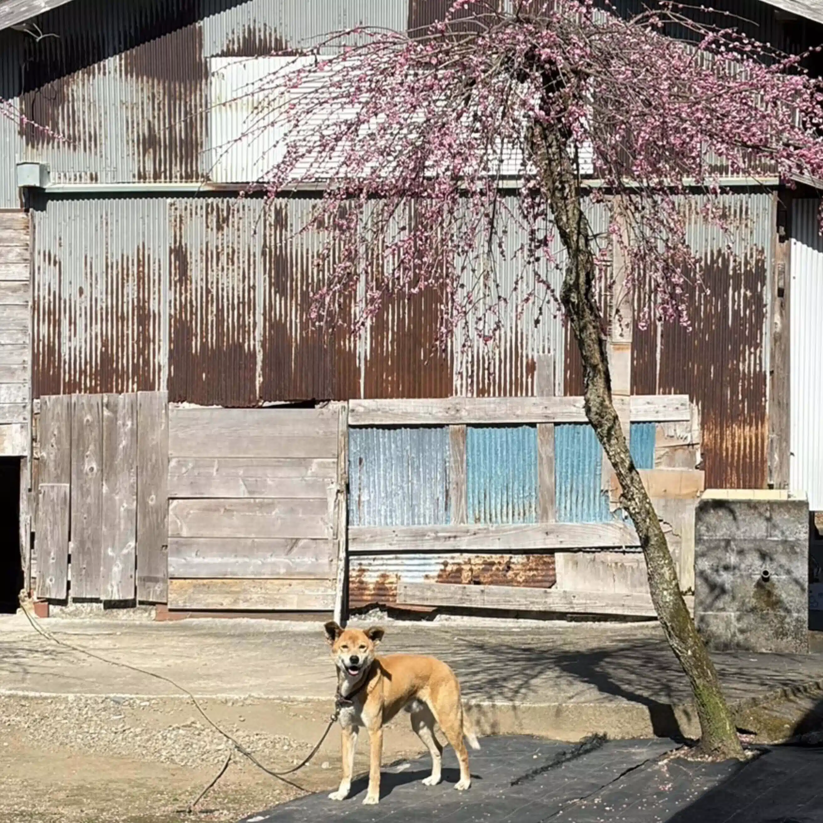 イケショー