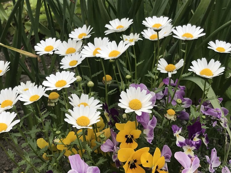 2020年5月13日、お店の前の花壇写真8