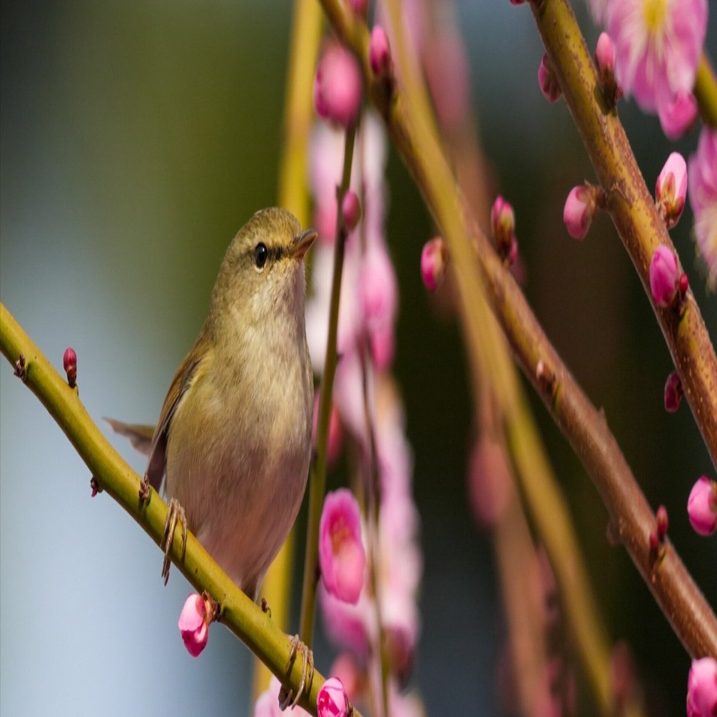 梅にウグイス(鶯)｜Miya
