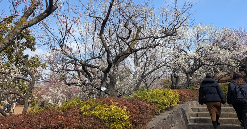 【春の訪れを感じる「せたがや梅まつり」と梅ヶ丘の魅...