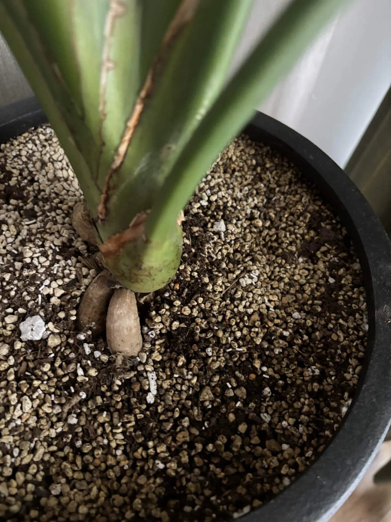 Criteria for Identifying Root Rot: Lessons Learned from My Strelitzia