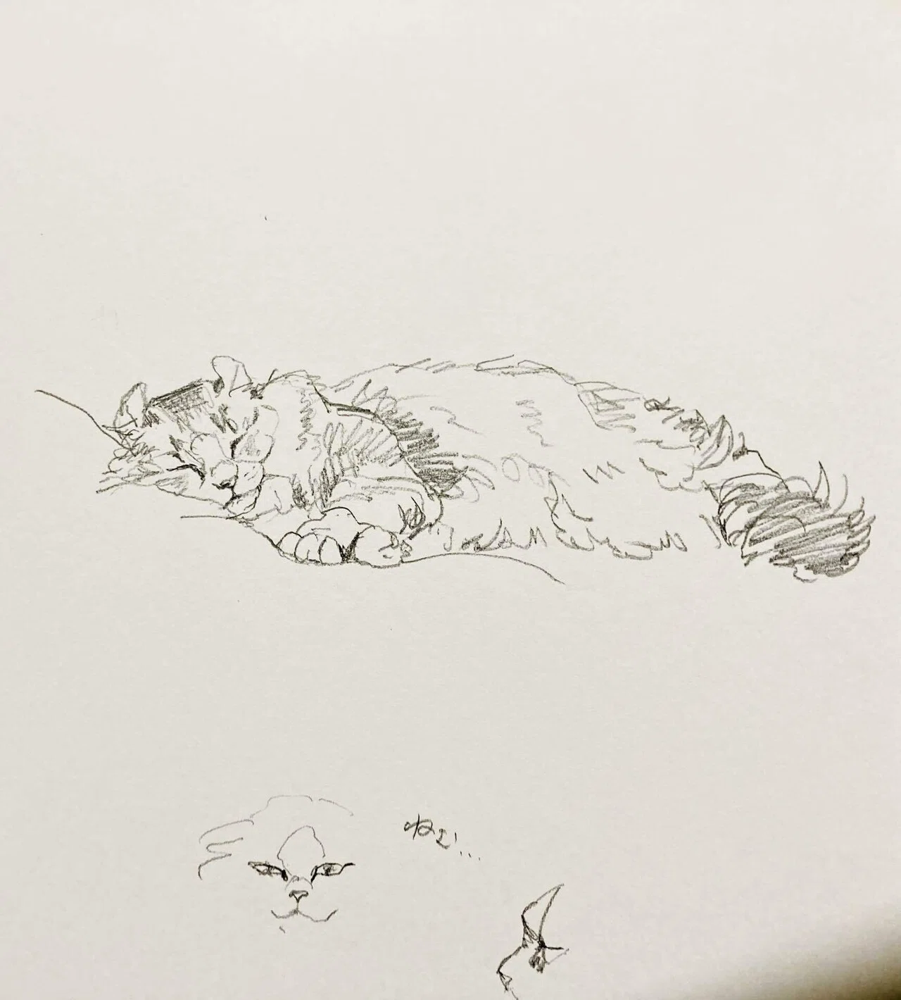 猫カフェ・スケッチ｜Ayano Kamiya