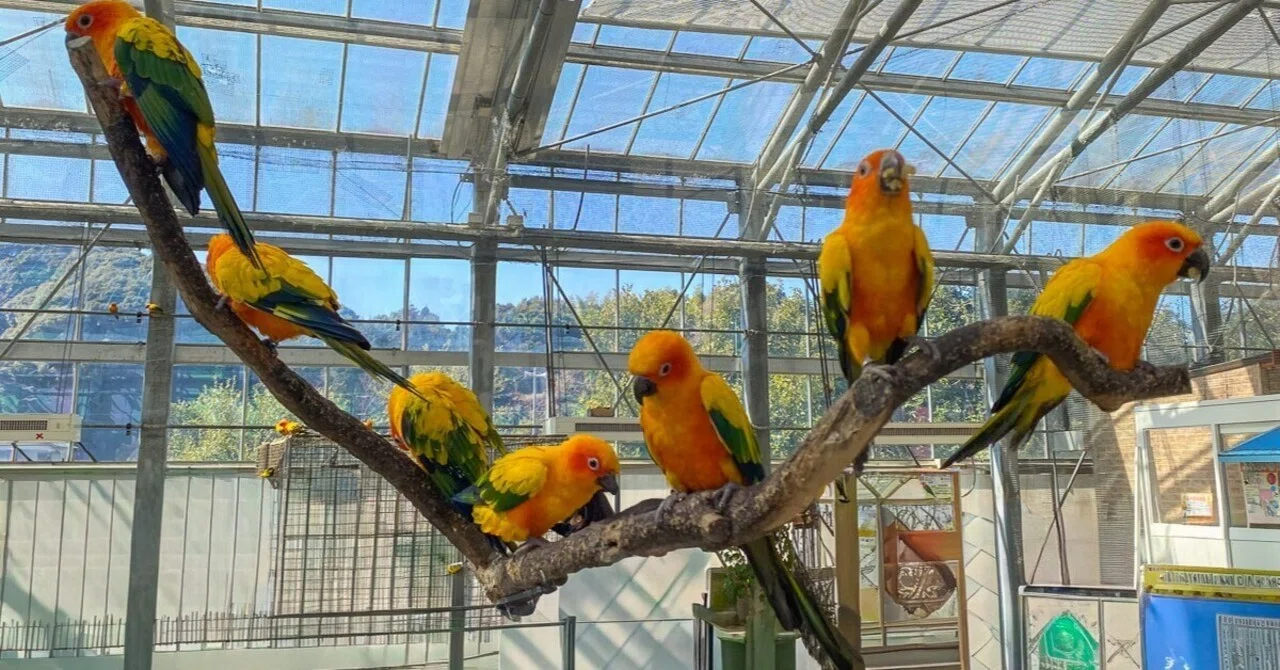 静岡｜日本随一のバードパラダイス・掛川花鳥園｜旅ひたき| Tabihitaki