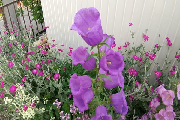 ふうりんそう の新着タグ記事一覧 Note つくる つながる とどける