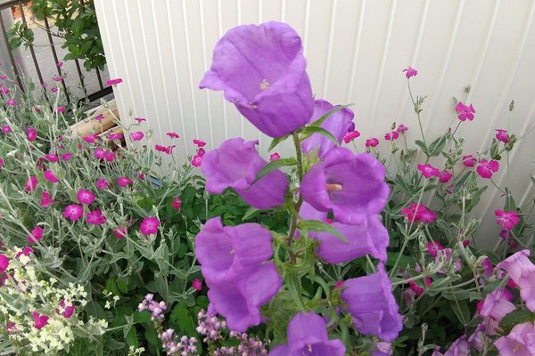 ふうりんそう の新着タグ記事一覧 Note つくる つながる とどける ふうりんそう の新着タグ記事一覧 Note つくる つながる とどける