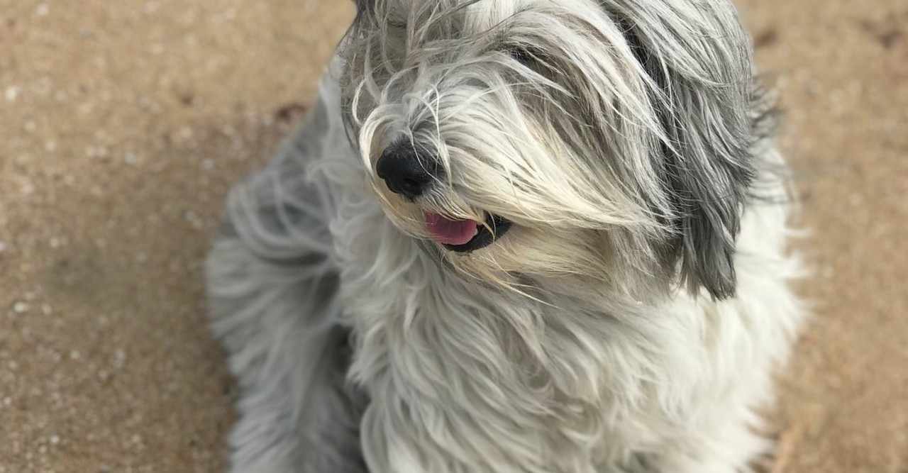犬は噛みつく生き物 の新着タグ記事一覧 Note つくる つながる とどける