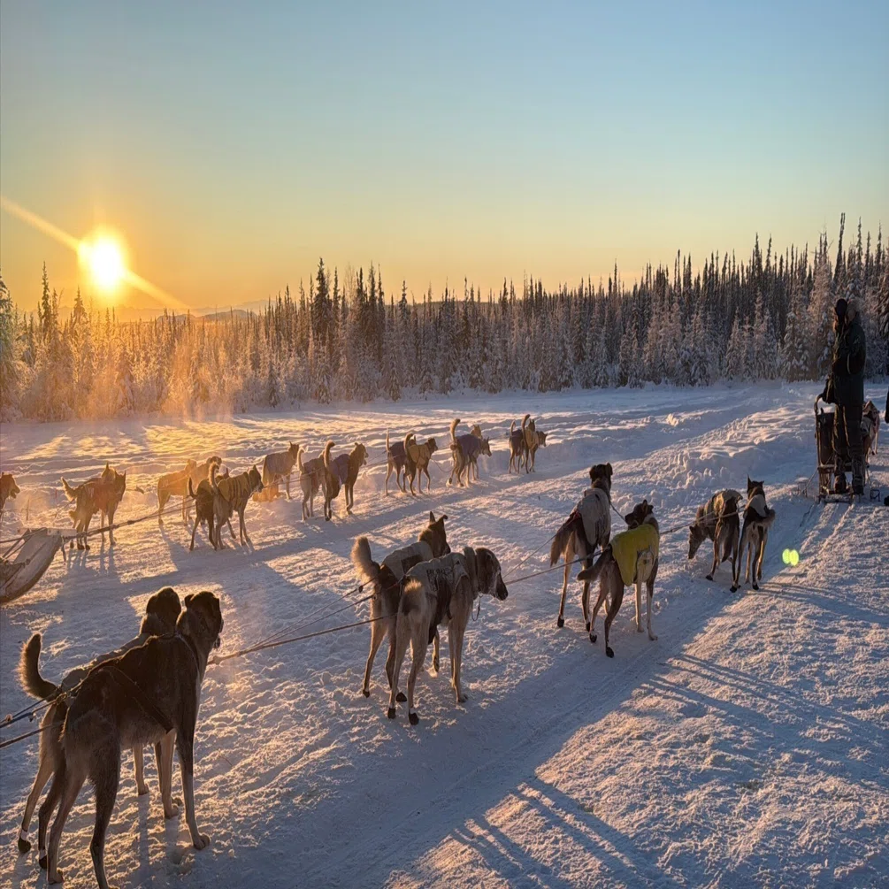 1月、アラスカ、フェアバンクス。犬ぞりでマイナス30℃の森へ。｜TAK