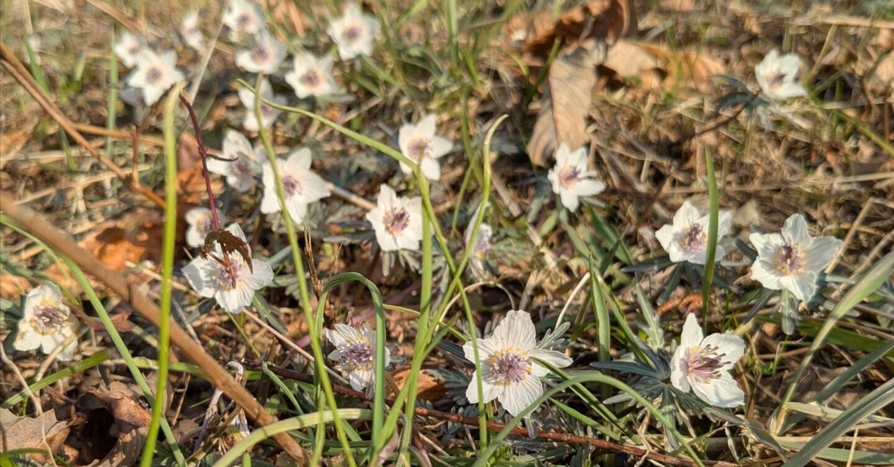 「【日記No.56】5年ぶりの免許更新🪪」のサムネイル