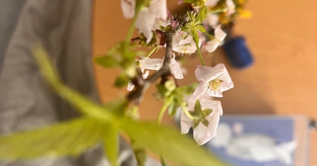 百合の当事者なんかになりたくなかった｜伊藤階　ikanoshigai