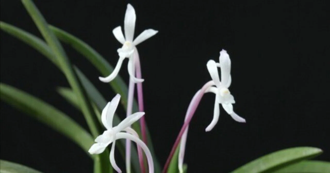 富貴蘭「小豆島紅」の花(過去の画像倉庫から)｜KJ Morison
