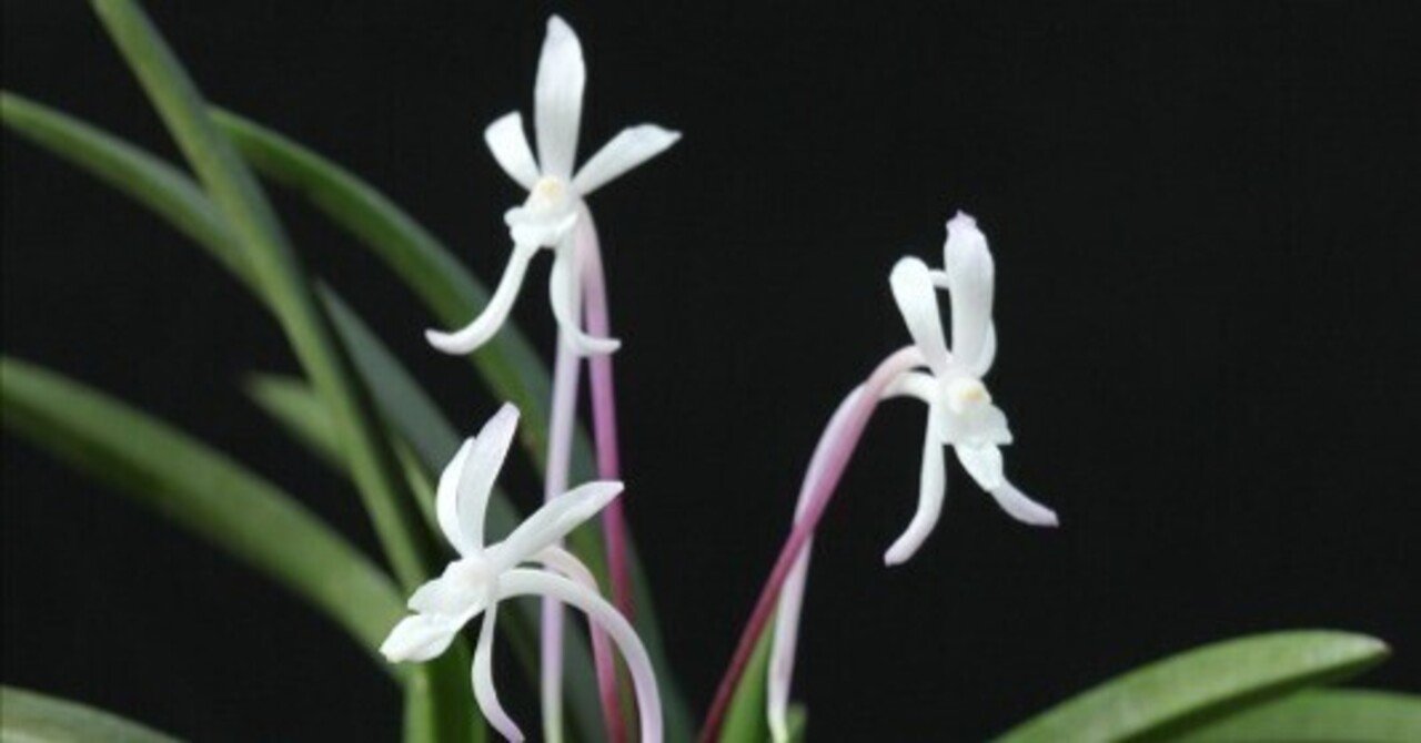 富貴蘭「小豆島紅」の花(過去の画像倉庫から)｜KJ Morison