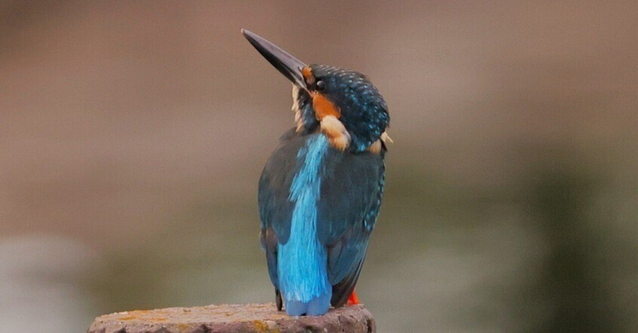 カワセミに魅せられて💞〜｜良爺がゆく