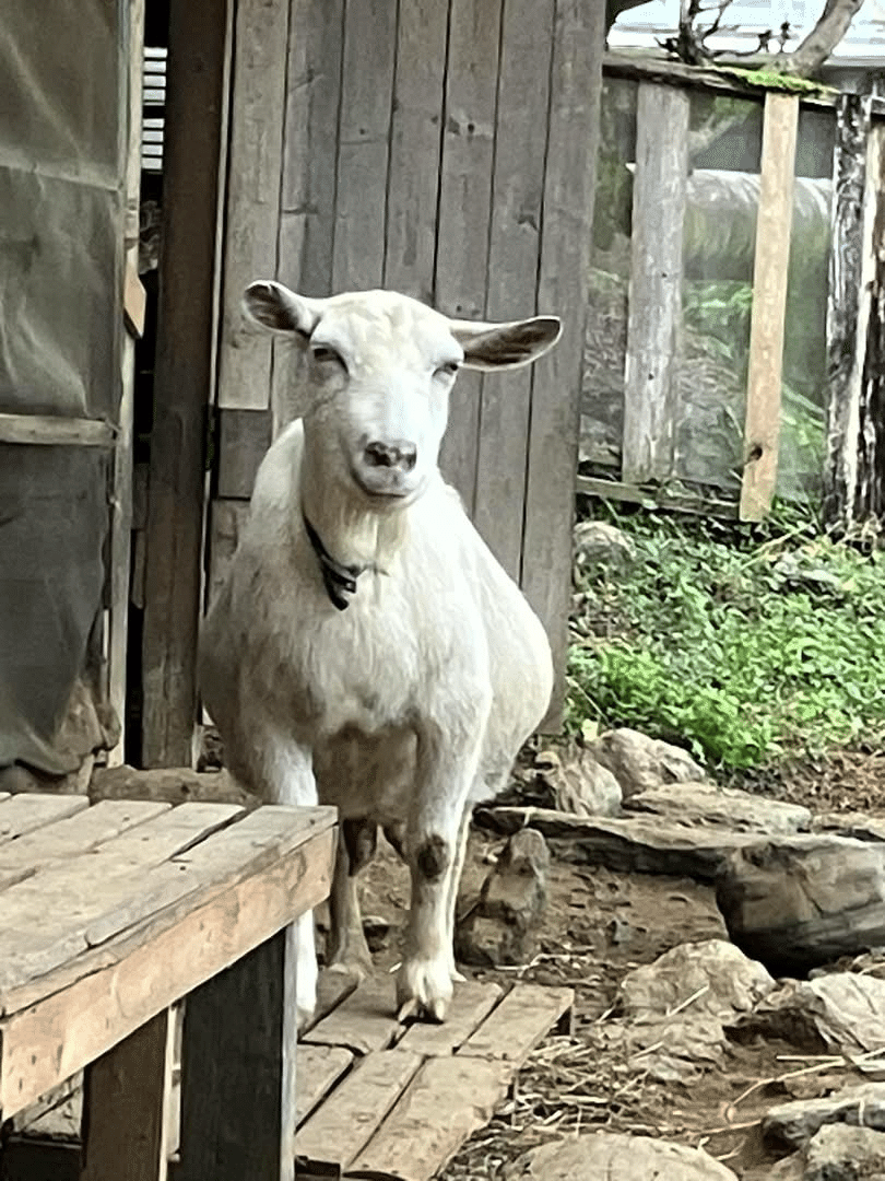 たまちゃんが旅立ちました｜広瀬浩二