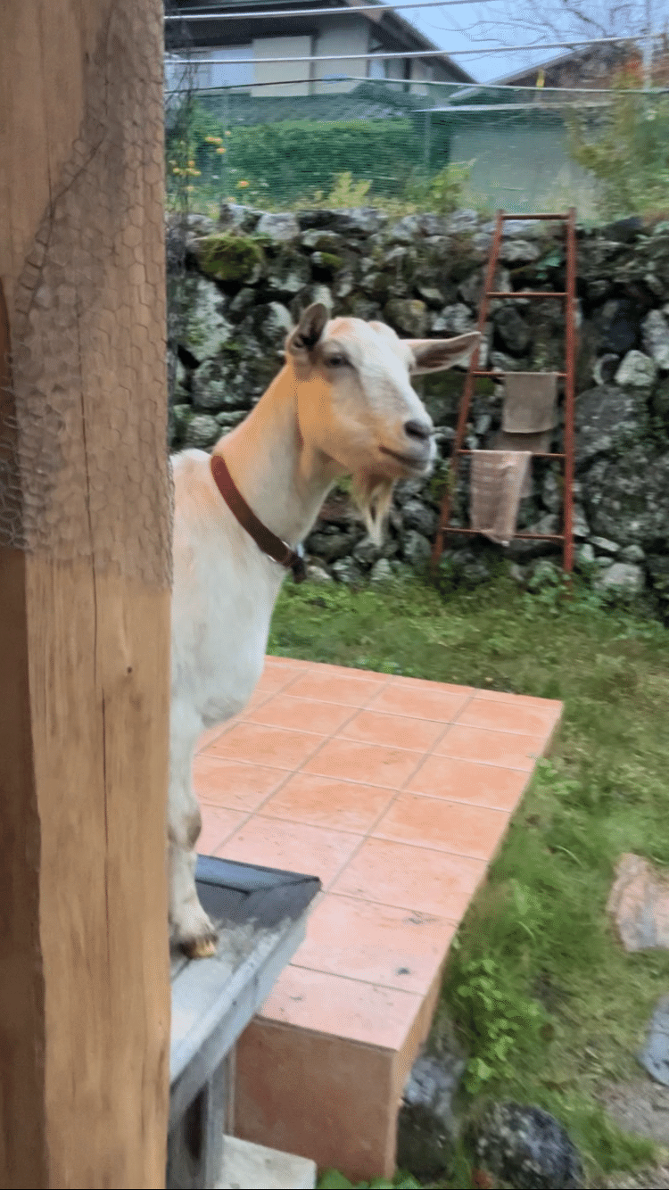 たまちゃんが旅立ちました｜広瀬浩二