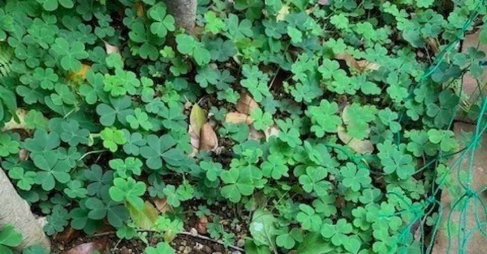 雑草カタバミを抜く 寺川隆子のnote Note