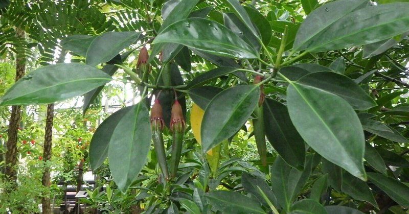 本日のスタッフのおすすめ