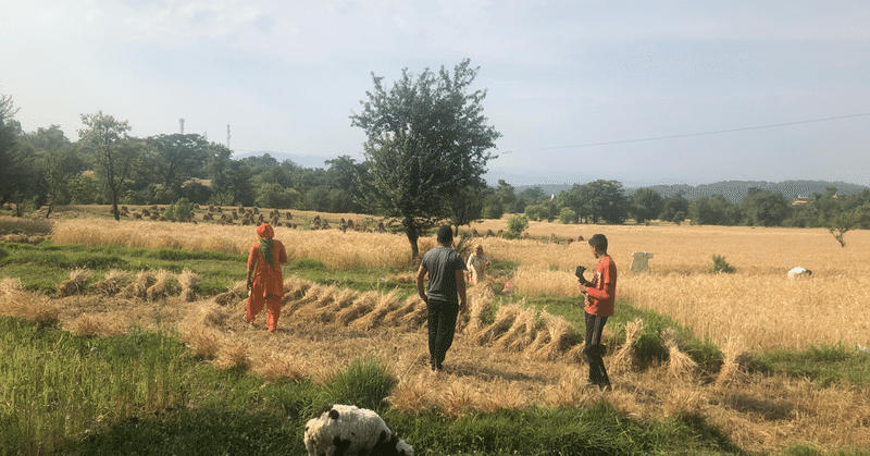 インドダラムサラ麦刈りが始まりました
